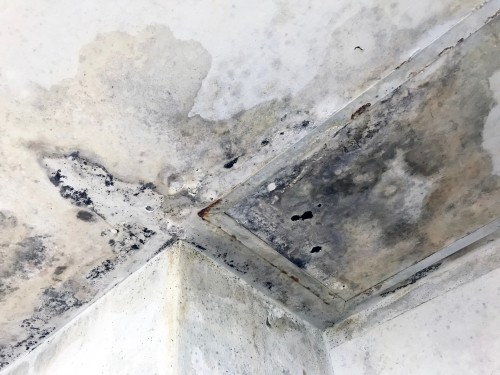 Mold Growth and Dampness